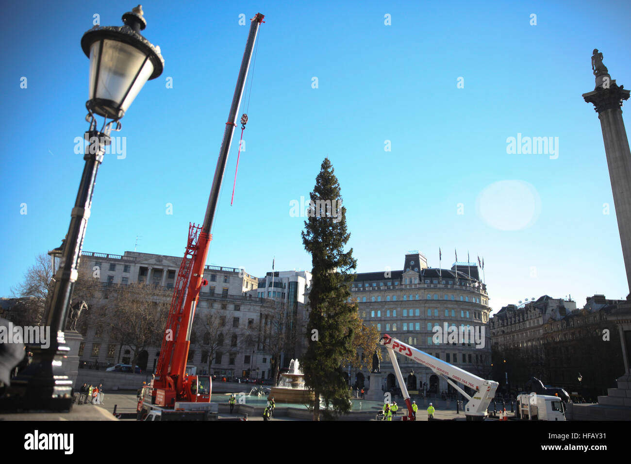 Installation of the Norwegian Spruce Christmas tree in London's