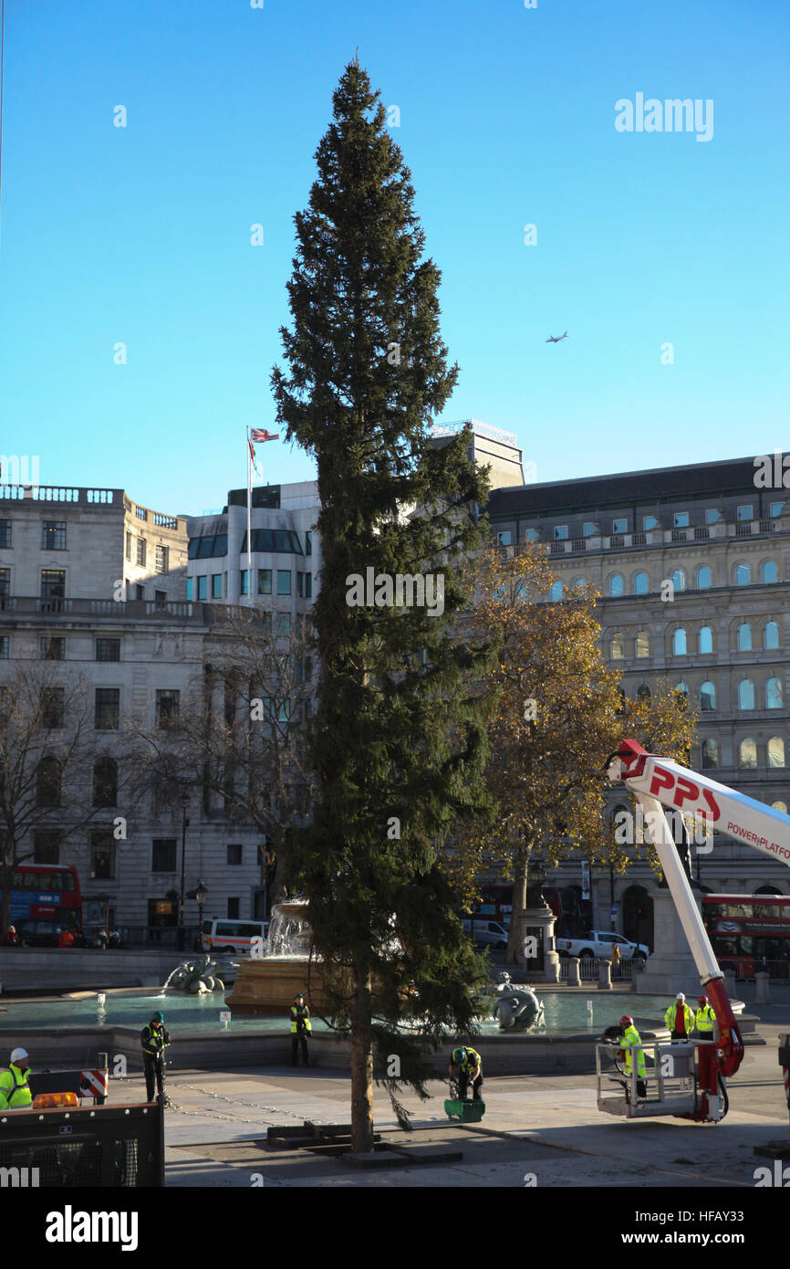 Installation of the Norwegian Spruce Christmas tree in London's Trafalgar Square Featuring