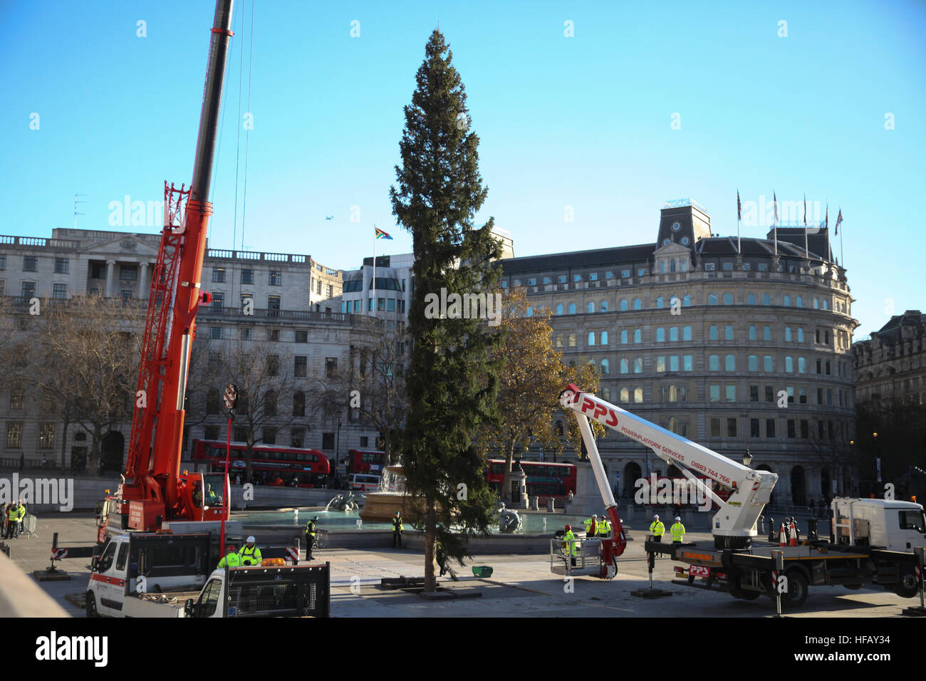 Installation of the Norwegian Spruce Christmas tree in London's