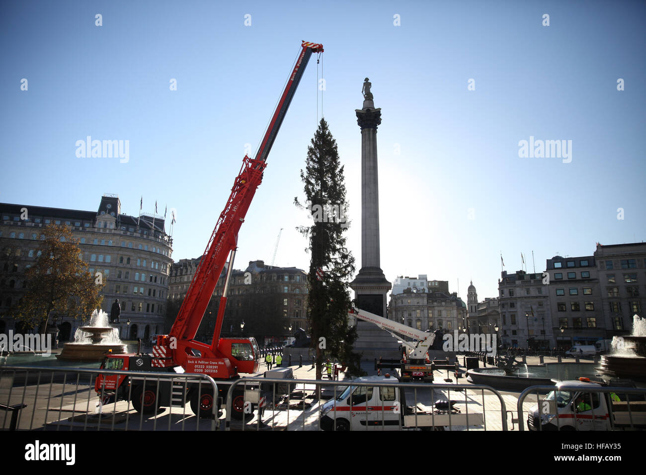 Installation of the Norwegian Spruce Christmas tree in London's
