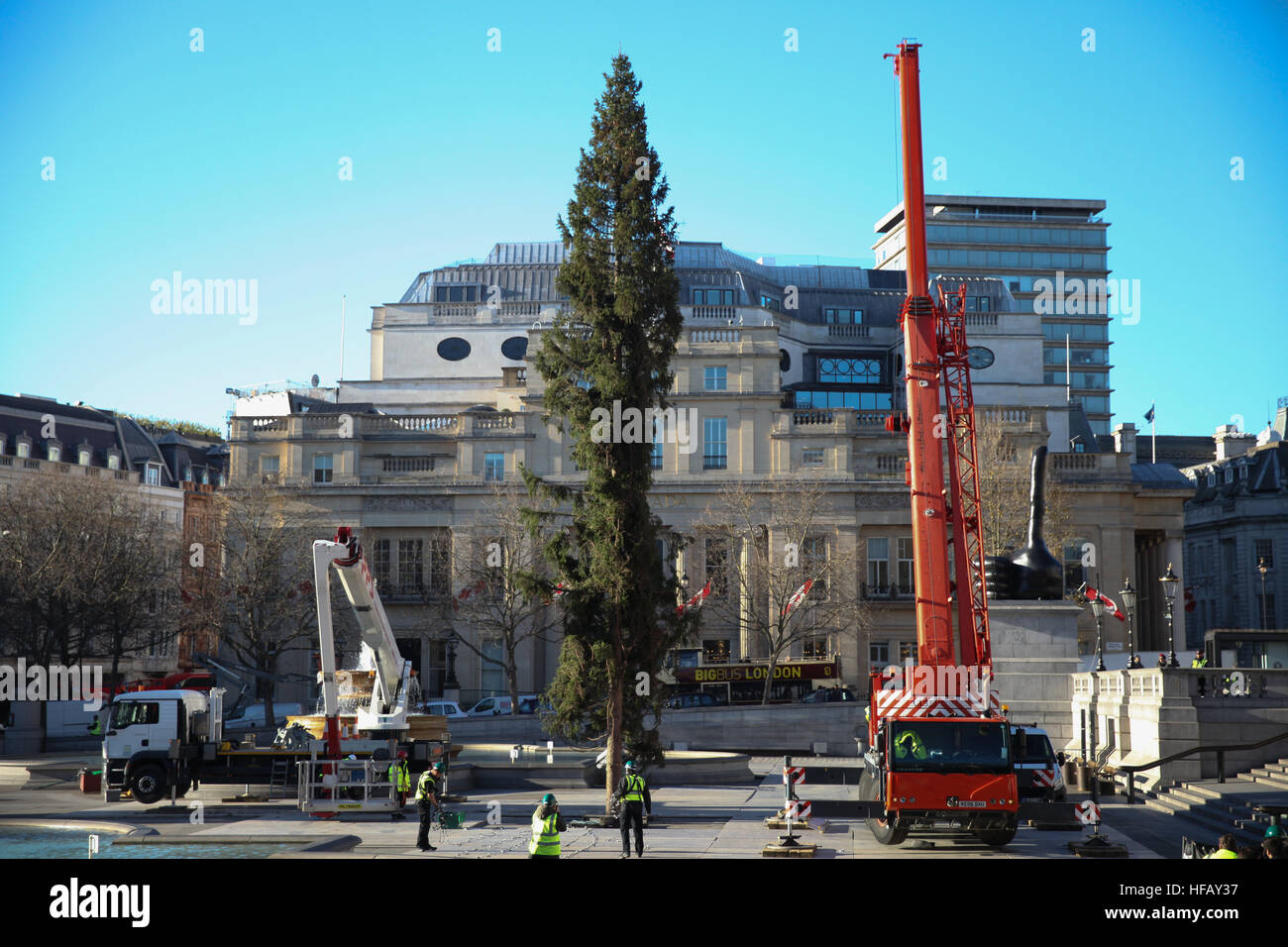 Installation of the Norwegian Spruce Christmas tree in London's