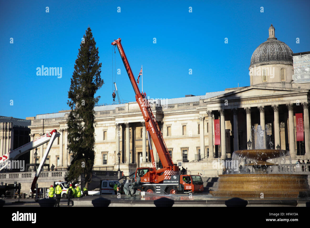 Installation of the Norwegian Spruce Christmas tree in London's