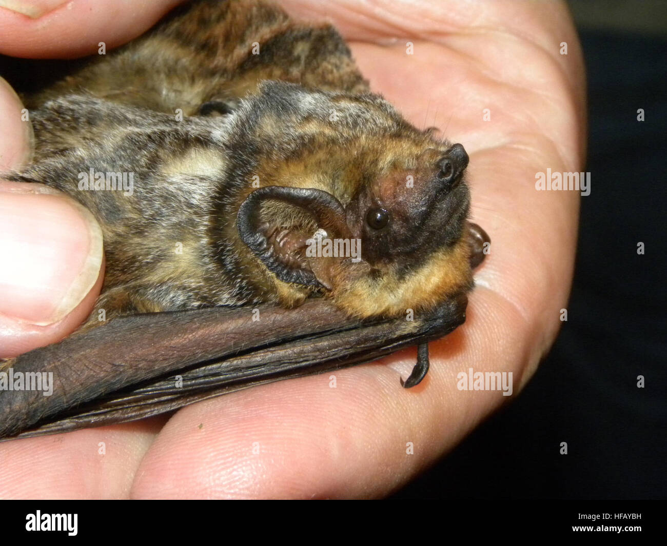 Little Bat, Long Traveler Stock Photo