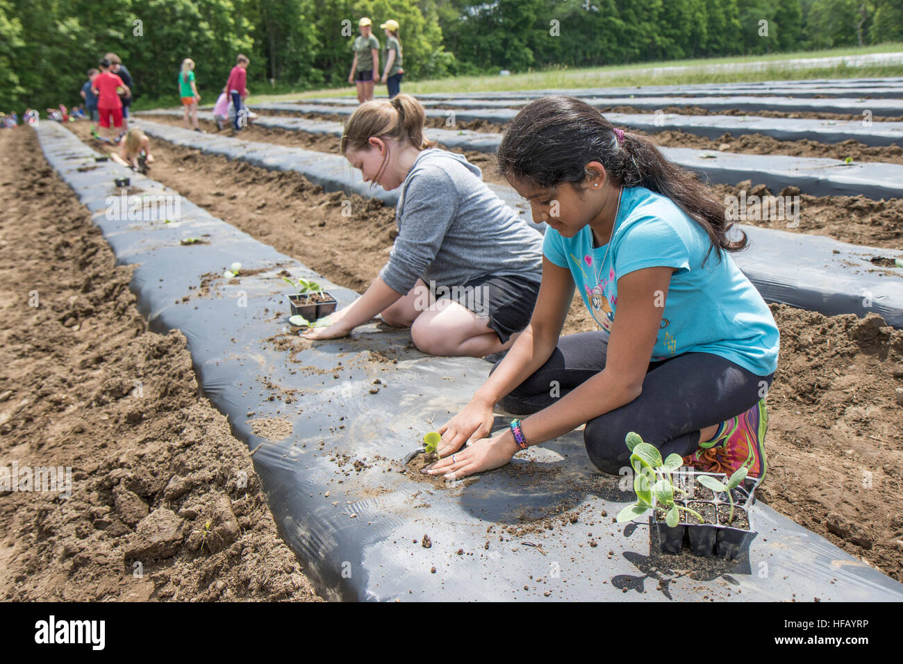 Children Working In A Large Vegetable Garden Stock Photo Alamy Children Working In A Large Vegetable Garden Stock Photo Alamy