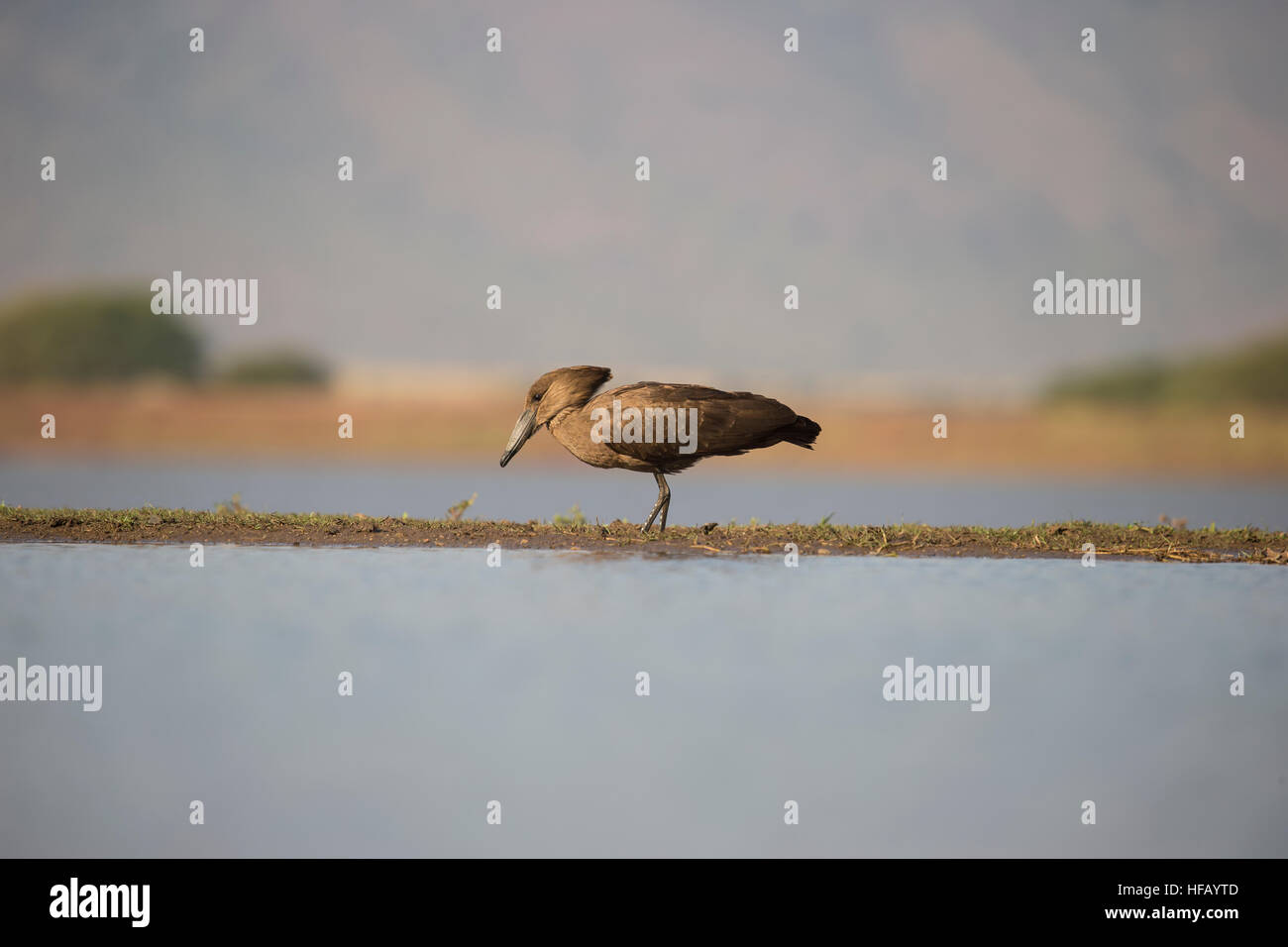African heron hi-res stock photography and images - Alamy