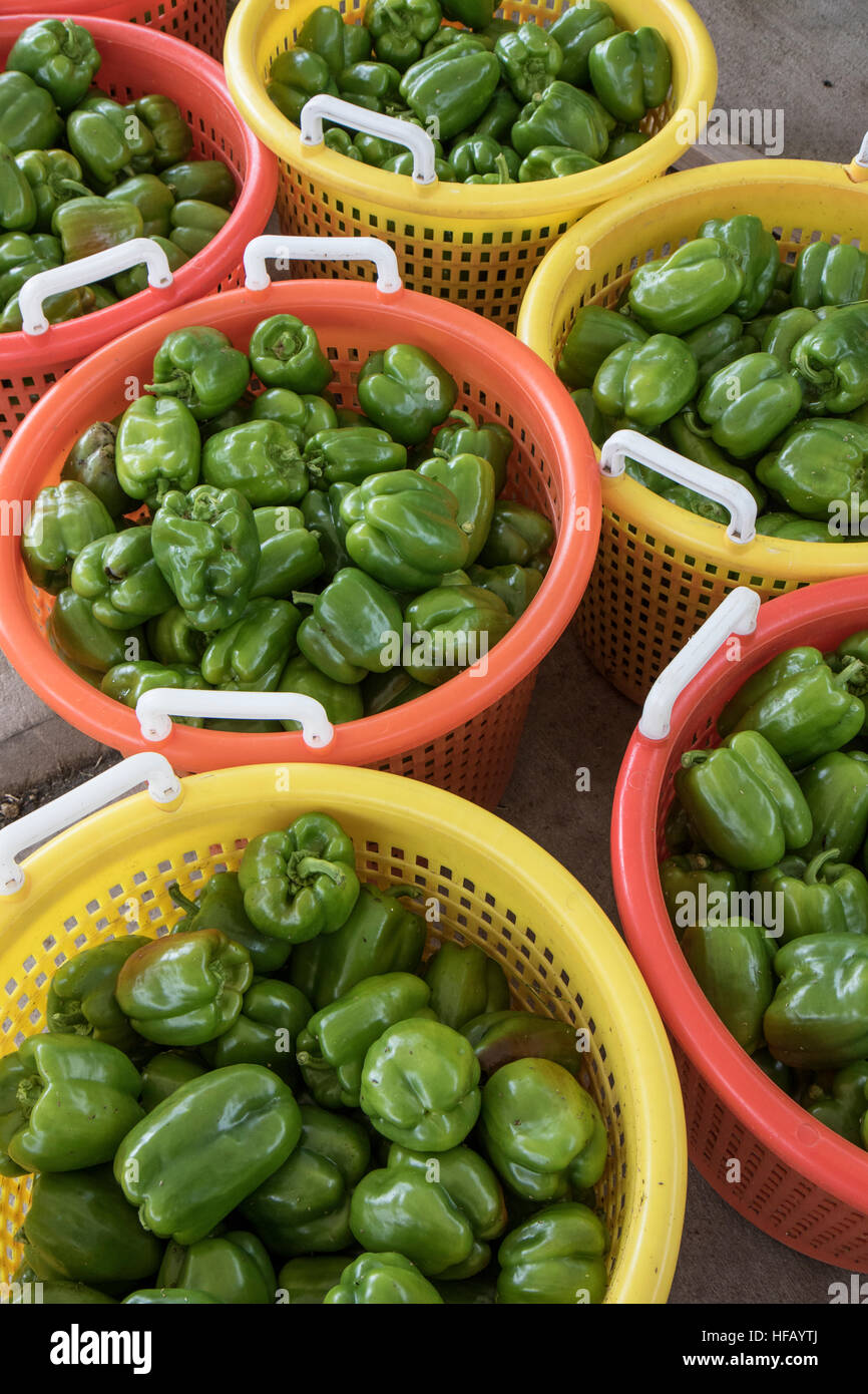 Peppers just picked from the garden Stock Photo