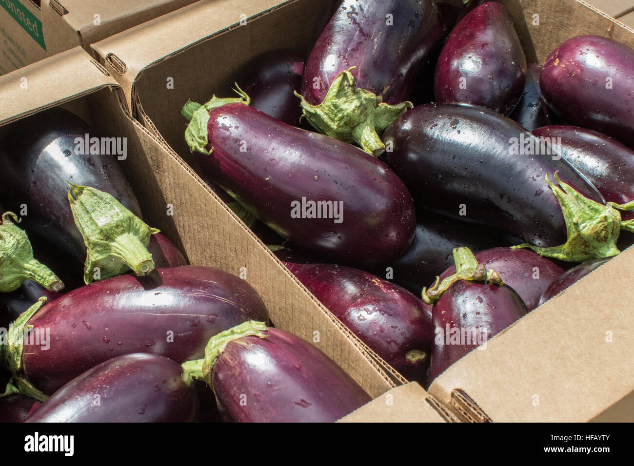 Eggplants and Boxes