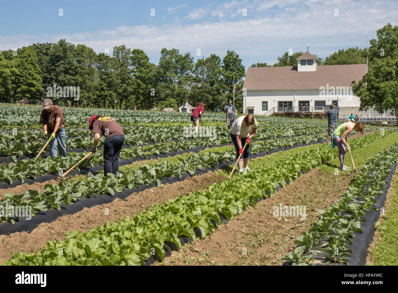 People working on a vegetable farm. Stock Photo