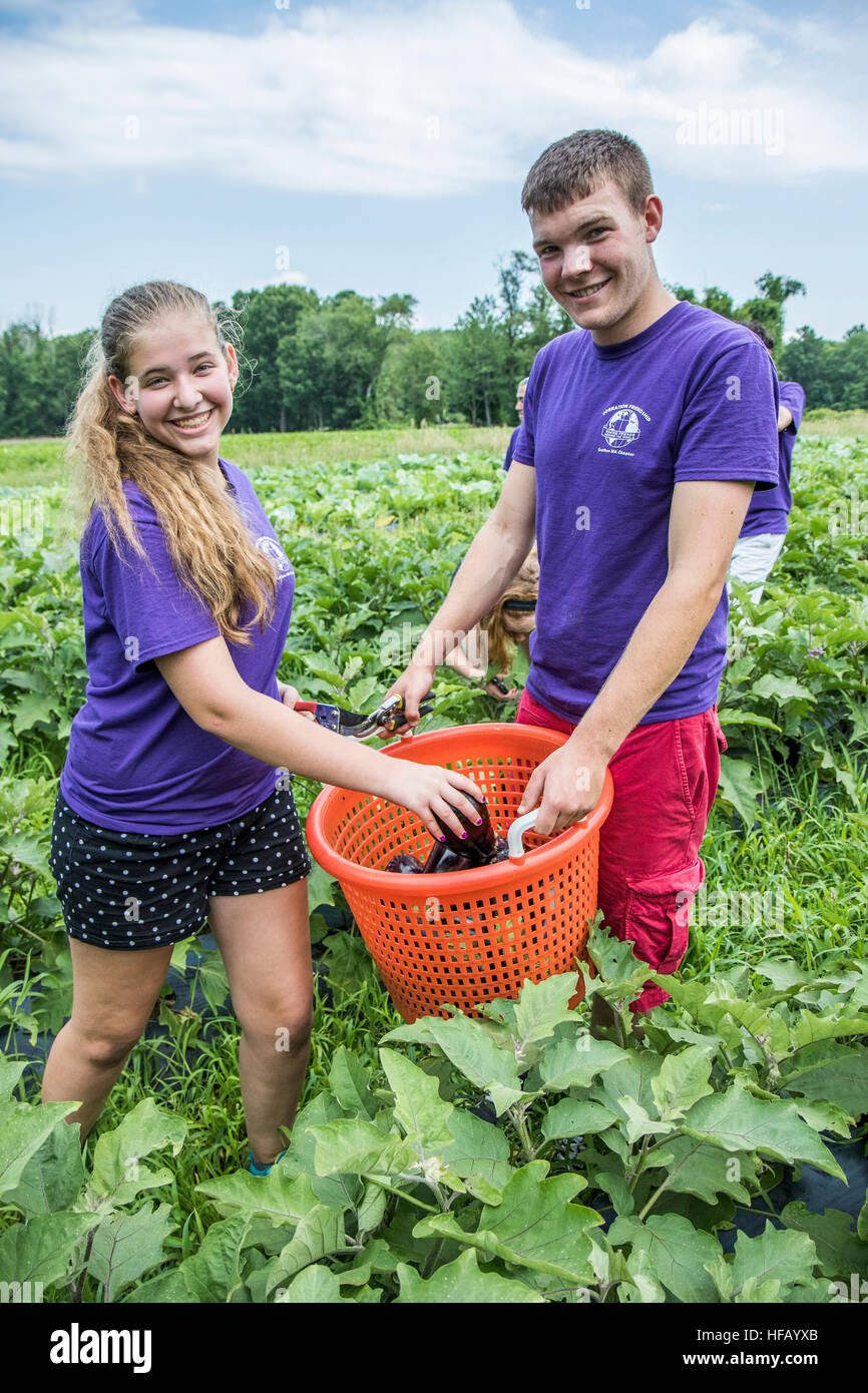 People working on a vegetable farm - high school kids with a basket of just picked vegetables. Stock Photo