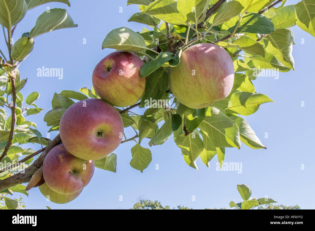 Apples ready for fall harvest Stock Photo Alamy