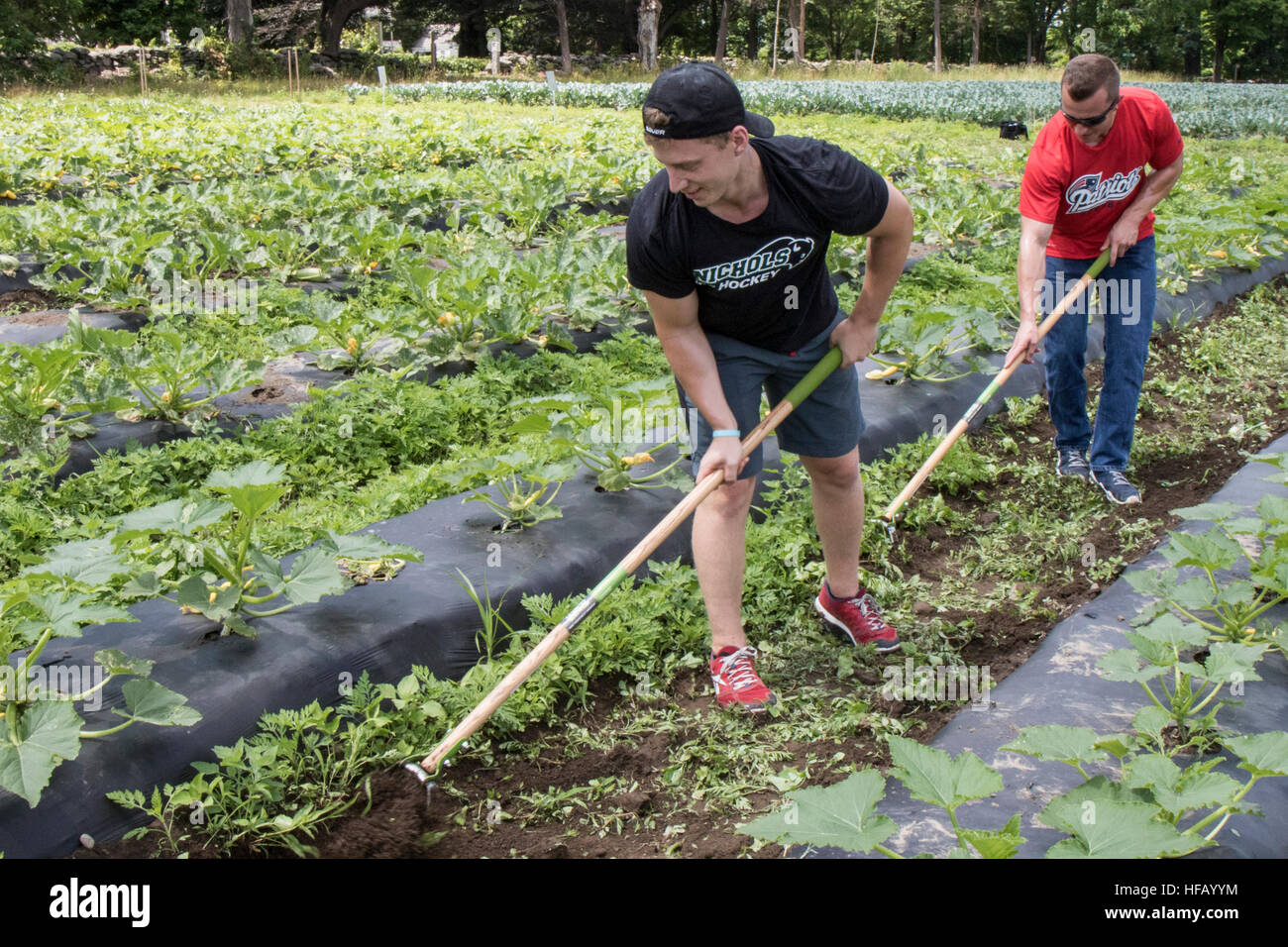 Men working on a vegetable farm. Stock Photo
