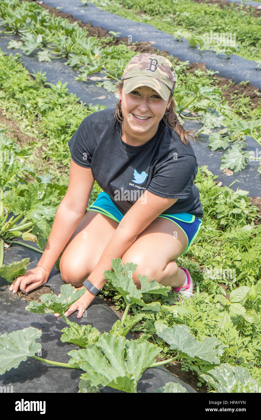 Woman  working on a vegetable farm. Stock Photo