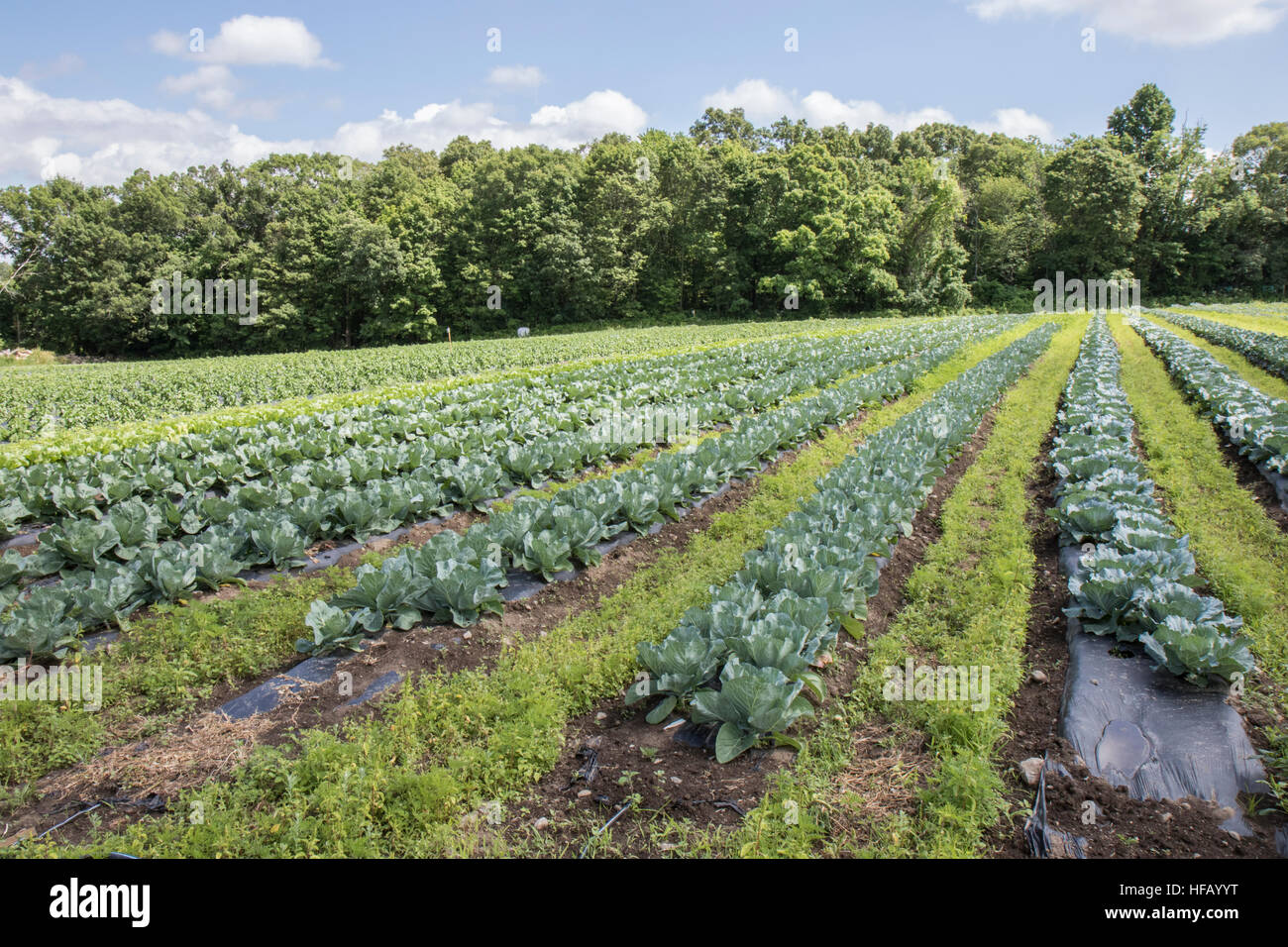 A large market garden in Massachusetts Stock Photo