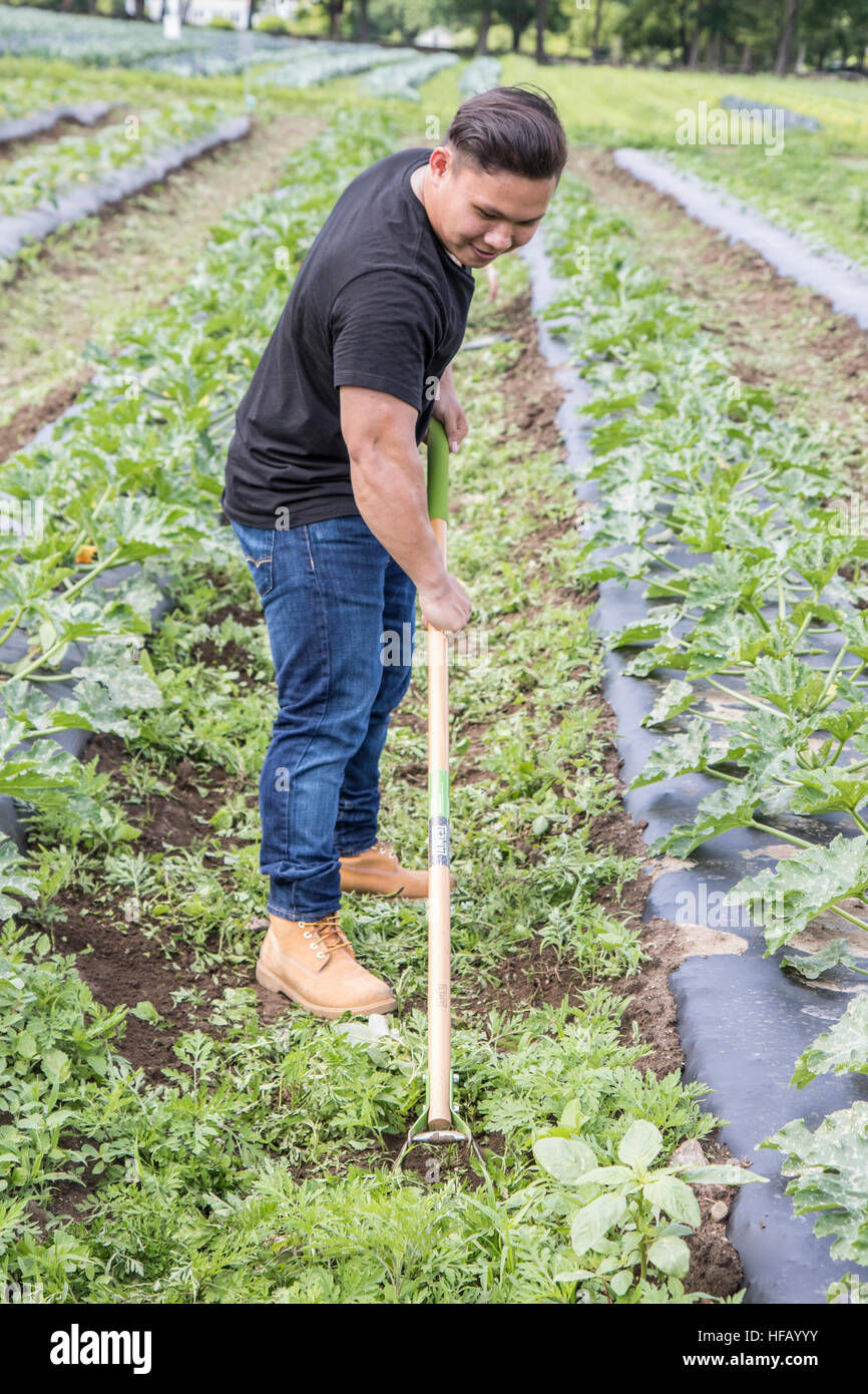 Man working on a vegetable farm. Stock Photo