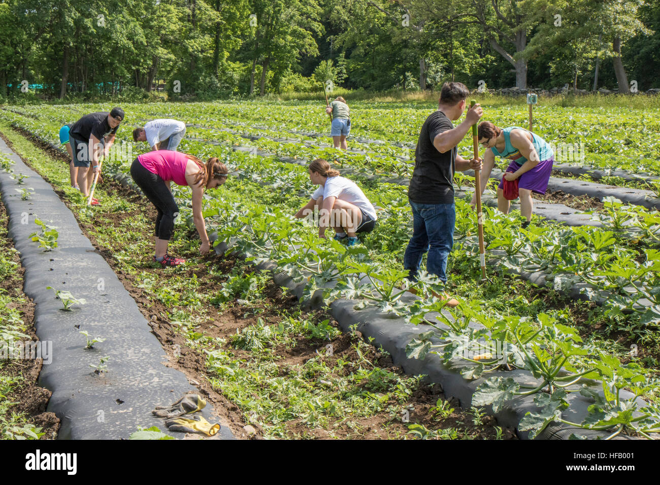 People working on a vegetable farm. Stock Photo