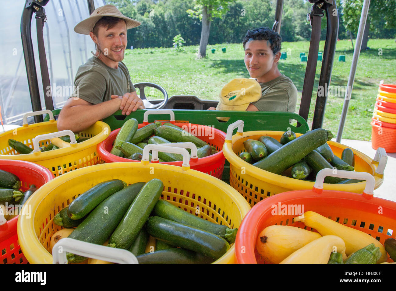 Two young men working on a vegetable farm. Stock Photo