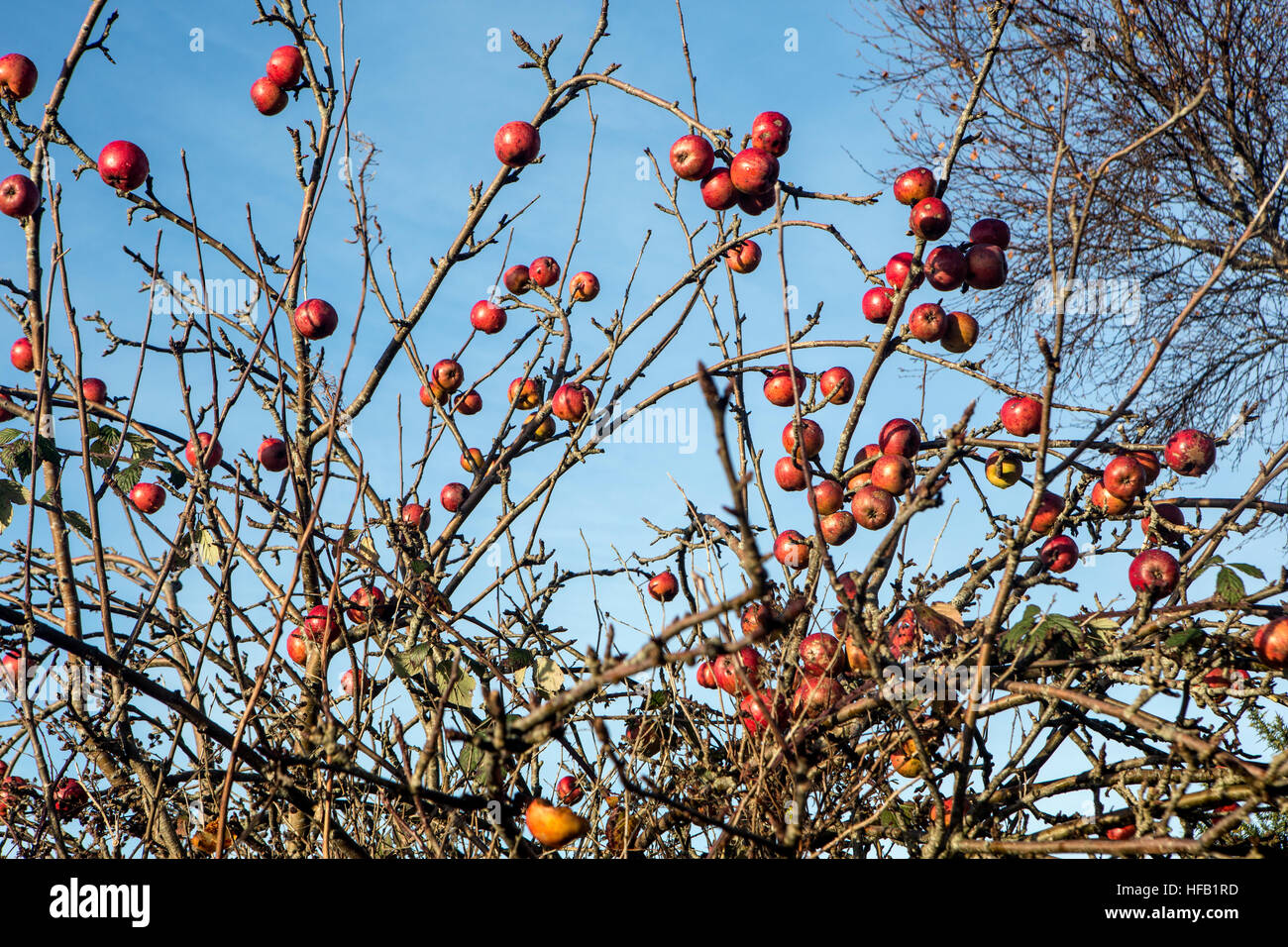 Wild apples growing in Devon Stock Photo Alamy