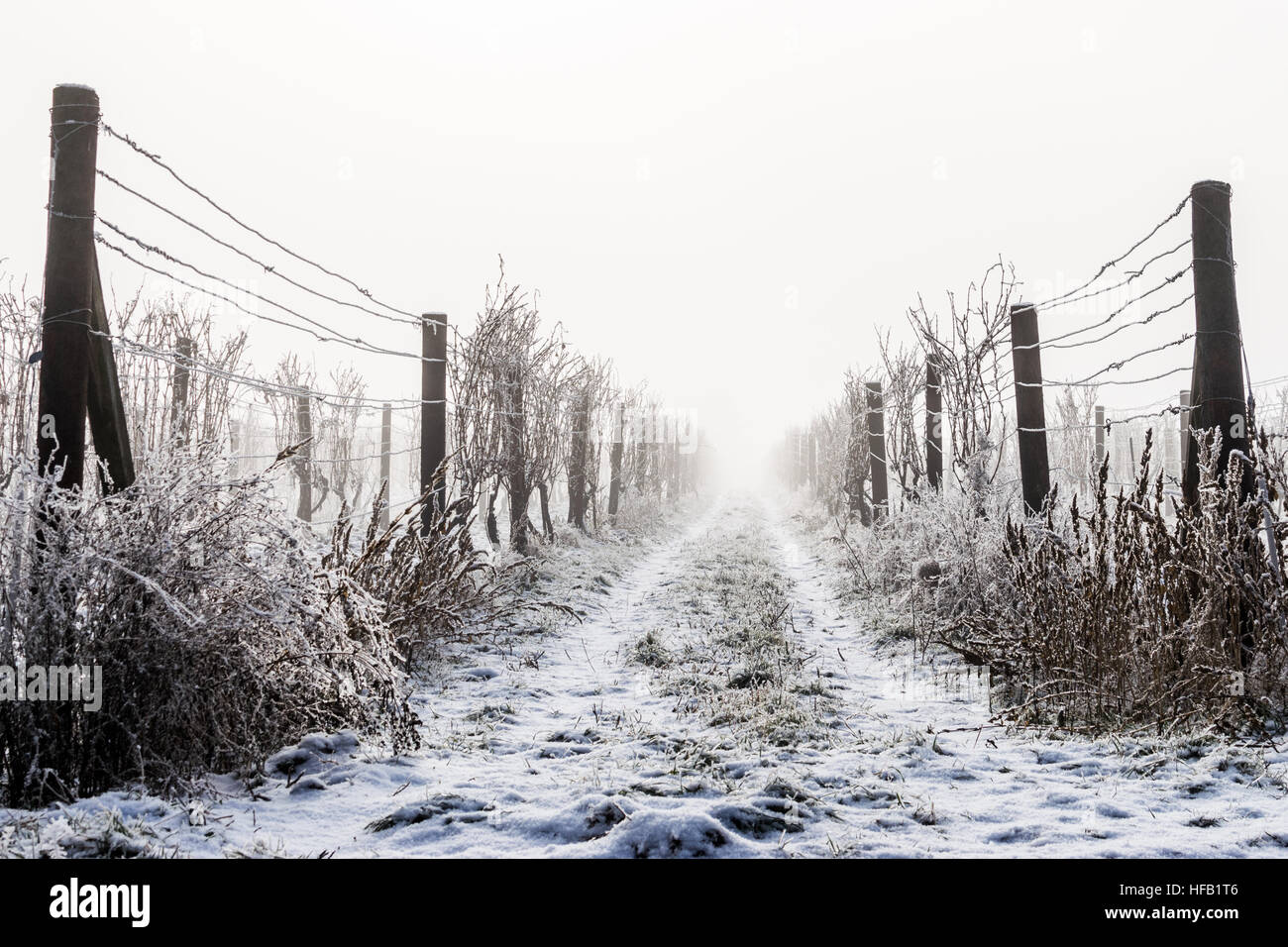The frozen vineyard going to eternity Stock Photo