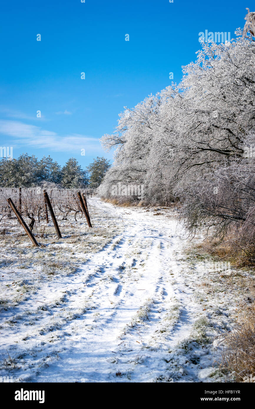 The frozen road around the vineyard Stock Photo