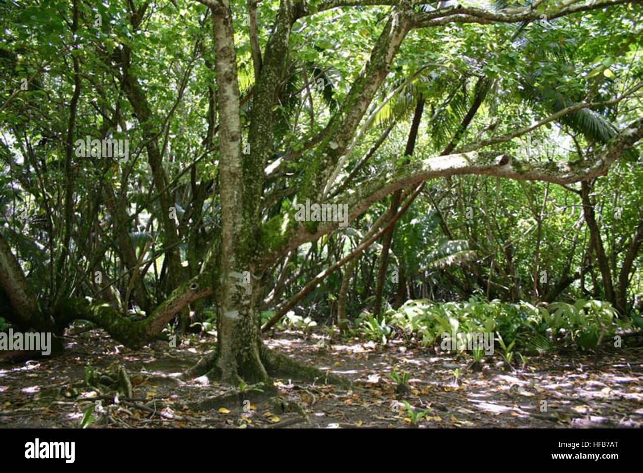 Diego Garcia Hernandia Forest Stock Photo