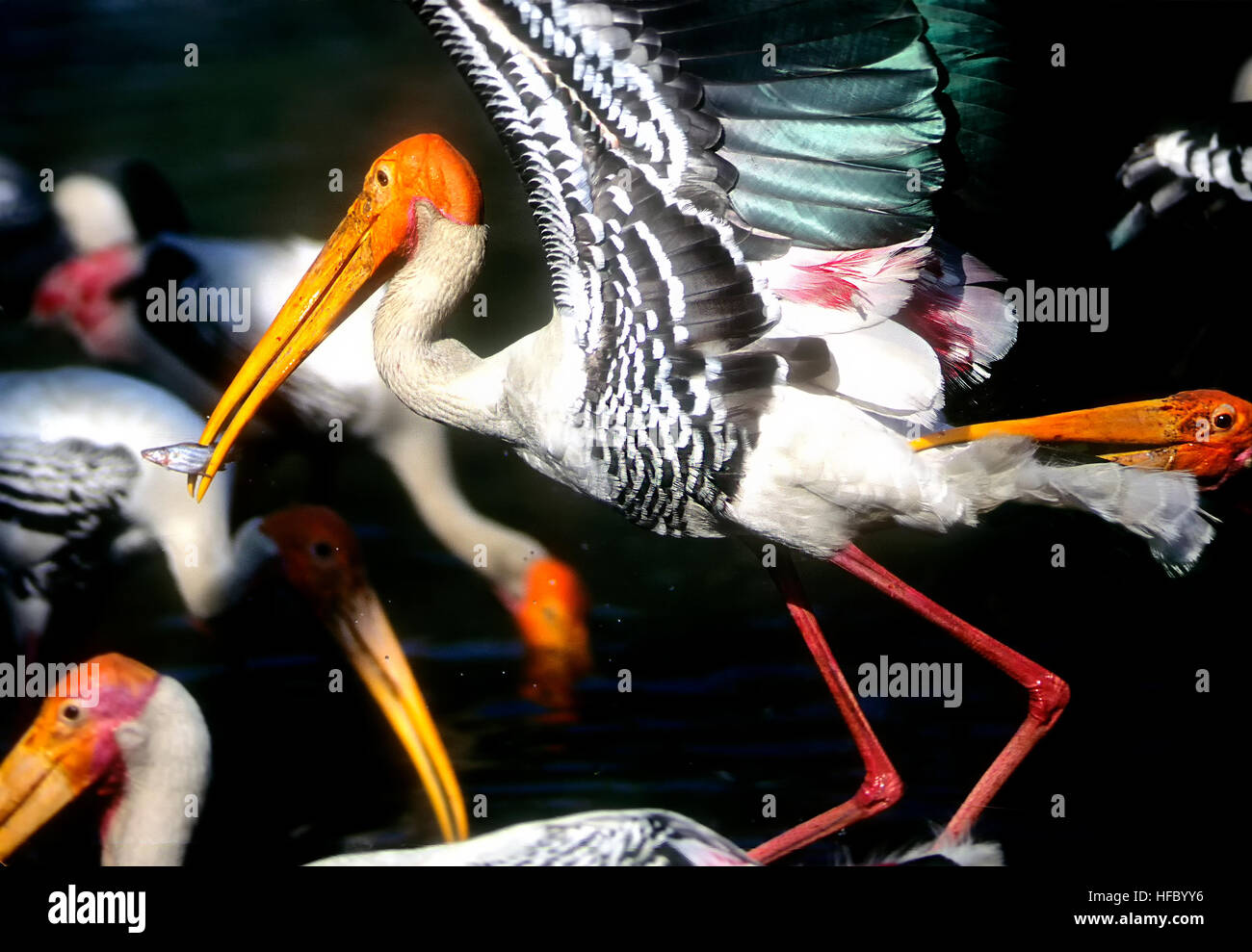 Weland Bird Hi res Stock Photography And Images Alamy weland-bird-hi-res-stock-photography-and-images-alamy