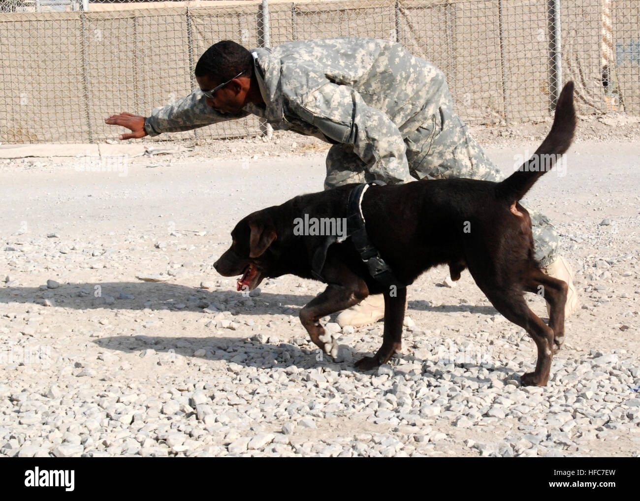 Sgt. Justin McGhee from the 67th Engineer Detachment from the Fifth Engineer Battalion directs Archie his explosive detection  K-9 during an training scenario at Kandahar Airfield. Sgt. McGhee and Archie are part of a detachment that search for improvised explosives devices in the Kandahar province of Afghanistan. K-9 unit searches for IEDs 357323 Stock Photo