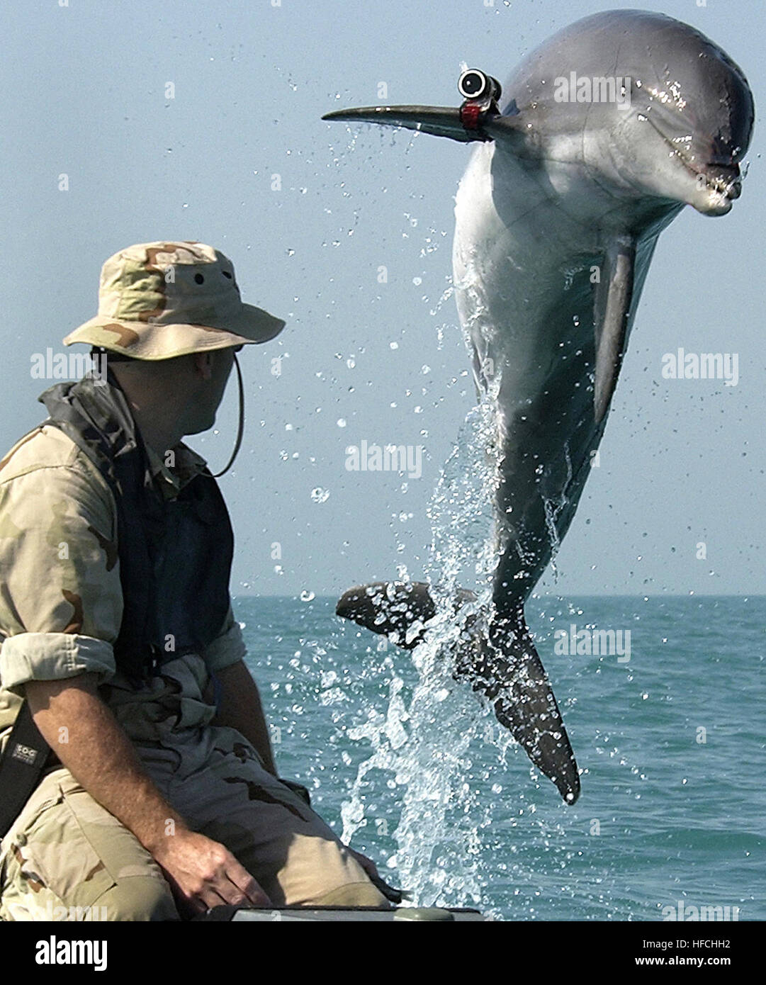 030318-N-5319A-002 Central Command Area of Responsibility (Mar. 18, 2003) -- K-Dog, a Bottle Nose Dolphin belonging to Commander Task Unit (CTU) 55.4.3, leaps out of the water in front Sgt. Andrew Garrett while training near the USS Gunston Hall (LSD 44) in the Arabian Gulf. Attached to the dolphinÕs pectoral fin is a ÒpingerÓ device that allows the handler to keep track of the dolphin when out of sight. CTU-55.4.3 is a multi-national team consisting of Naval Special Clearance Team-One, Fleet Diving Unit Three from the United Kingdom, Clearance Dive Team from Australia, and Explosive Ordnance  Stock Photo