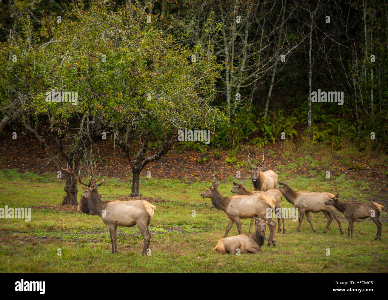 Roosevelt Bull Elk Cervus canadensis roosevelti Prairie Creek Redwoods State Park Humboldt County California Stock Photo