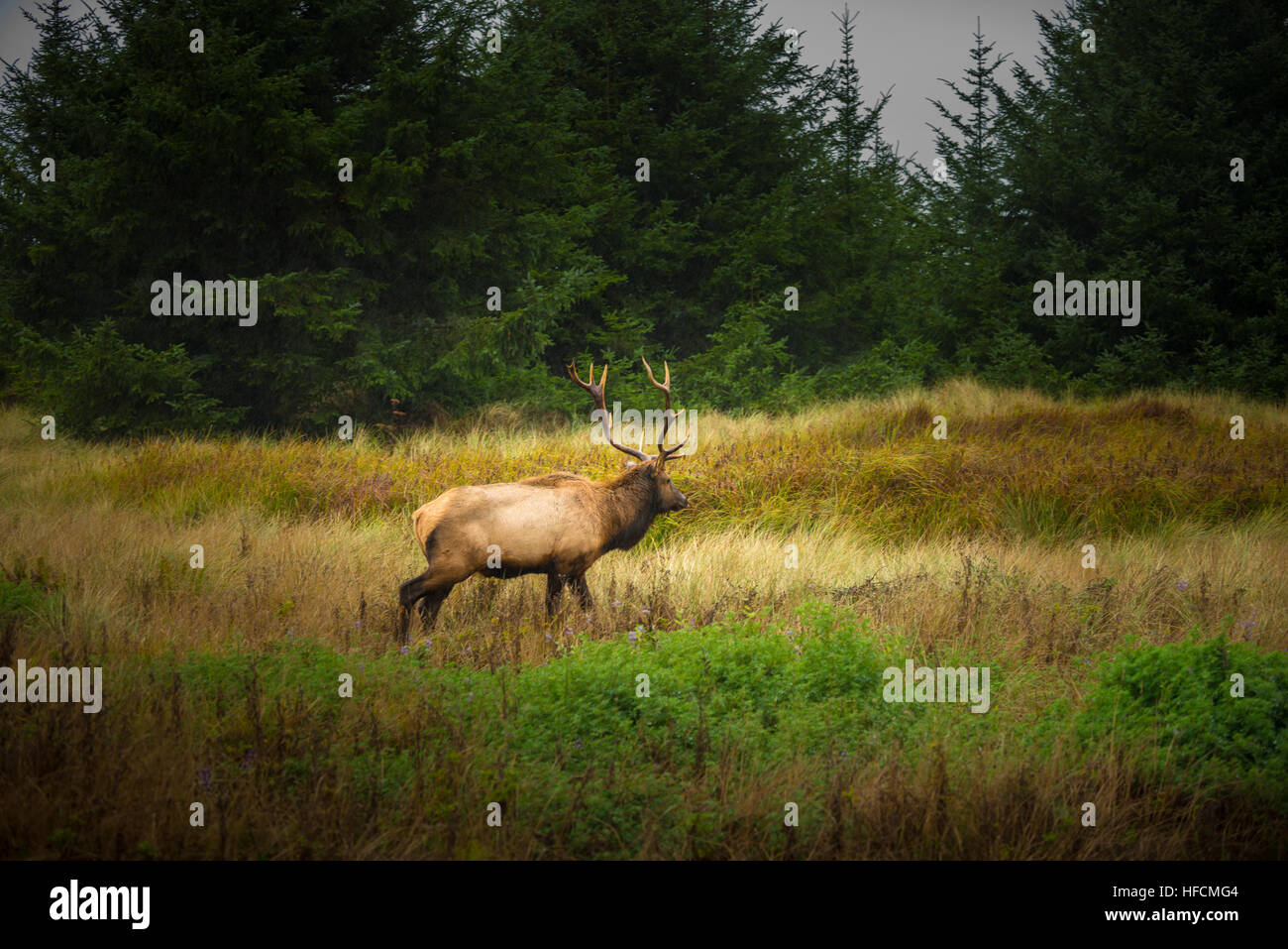 Roosevelt Bull Elk Cervus canadensis roosevelti Prairie Creek Redwoods State Park Humboldt County California Stock Photo