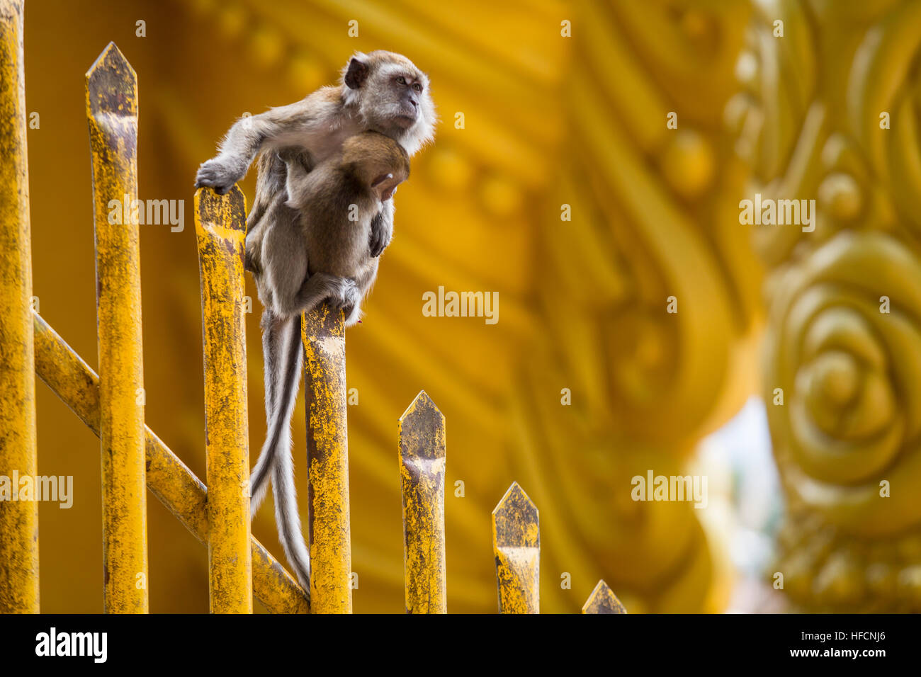 A macaque long-tail monkey female rests with her baby at Batu Caves Hindu temple in Kuala Lumpur, Malaysia Stock Photo