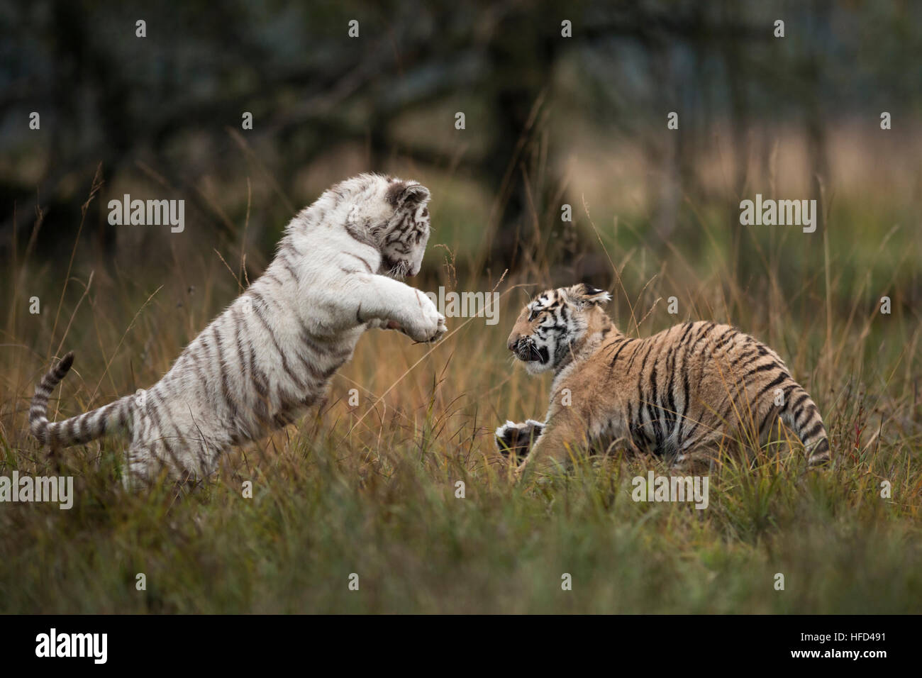 Bengal Tiger / Koenigstiger ( Panthera tigris tigris), in playful fight, fighting, training their strength and skills. Stock Photo