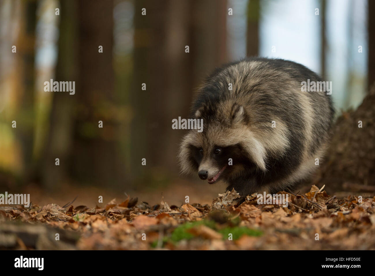 Raccoon dog / Marderhund ( Nyctereutes procyonoides ), invasive species, walking through a forest, with its nose on the ground. Stock Photo