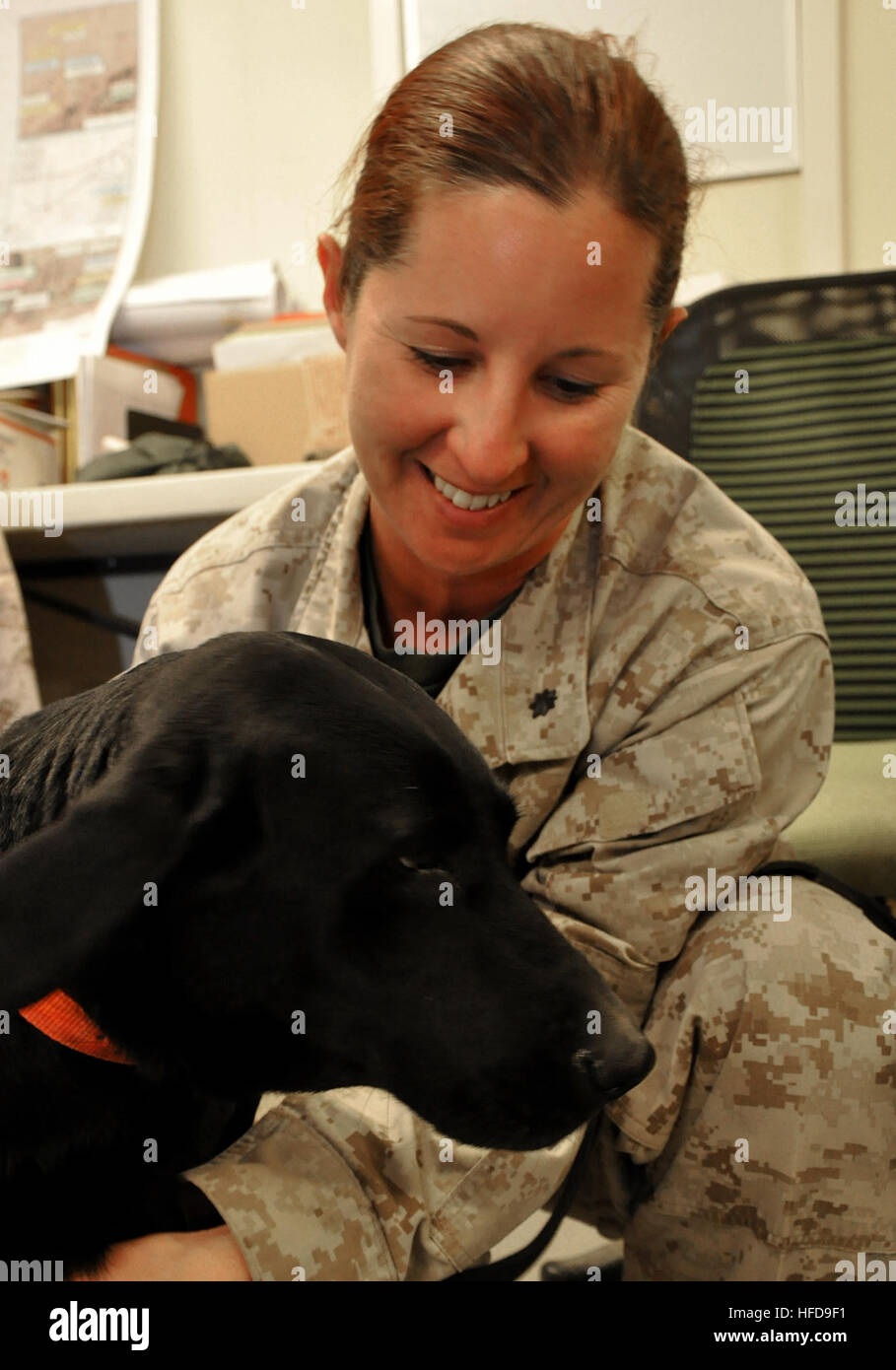 Maj. Dawn Brown, a Marine Corps reservist with the 3rd Civil Affairs Group at Camp Leatherneck, Afghanistan, plays with Allie, a black Labrador Retriever, employed to search for terrorists' bombs and explosive materials. Though Allie had survived two mortar attacks during this third deployment, she was badly injured during the second assault and started running away from loud noises and gun fire. The Marines she was with decided it would not be safe for her, or those who were chasing her when she ran, to stay in the field, so they sent her back to Camp Leatherneck for decompression and eventua Stock Photo