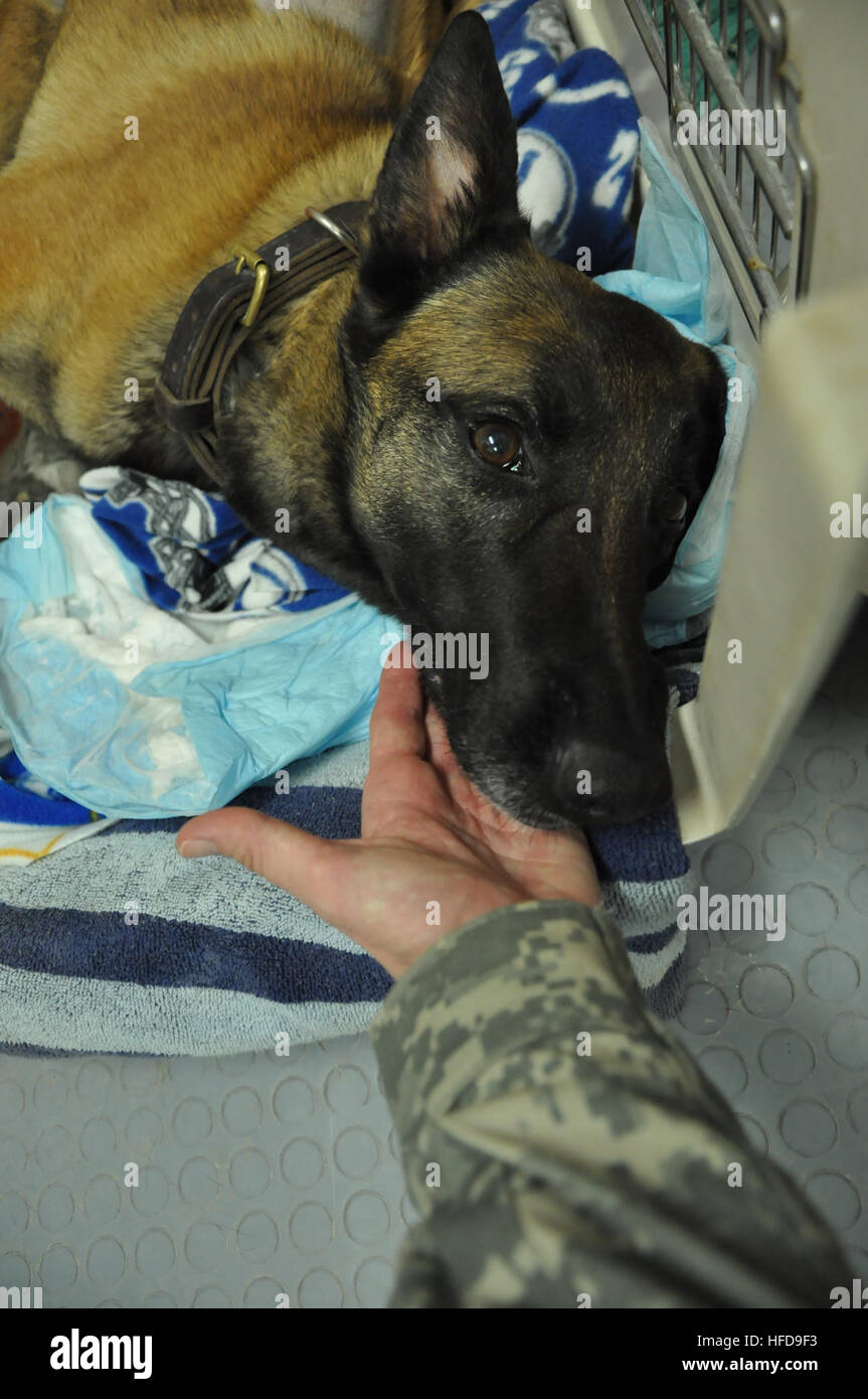 Bazy, a Belgian Malinois, is recovering from an abscess of her iliopsois muscle at the 401st Army Field Support Brigade Veterinary Services at Camp Leatherneck, Afghanistan. U.S. Army Maj. Dennis Bell, a veterinarian with the 401st said she presented with an acute swelling of her right hind leg, severe edema and a CT (computed tomography) scan showed the abscess. Bell explained the radiologist at the Role III Hospital at Camp Bastion, the British side of Camp Leatherneck, Afghanistan, used CT-guidance to place a drain in her iliopsois muscle and she is resolving nicely. Bell said Bazy had a re Stock Photo