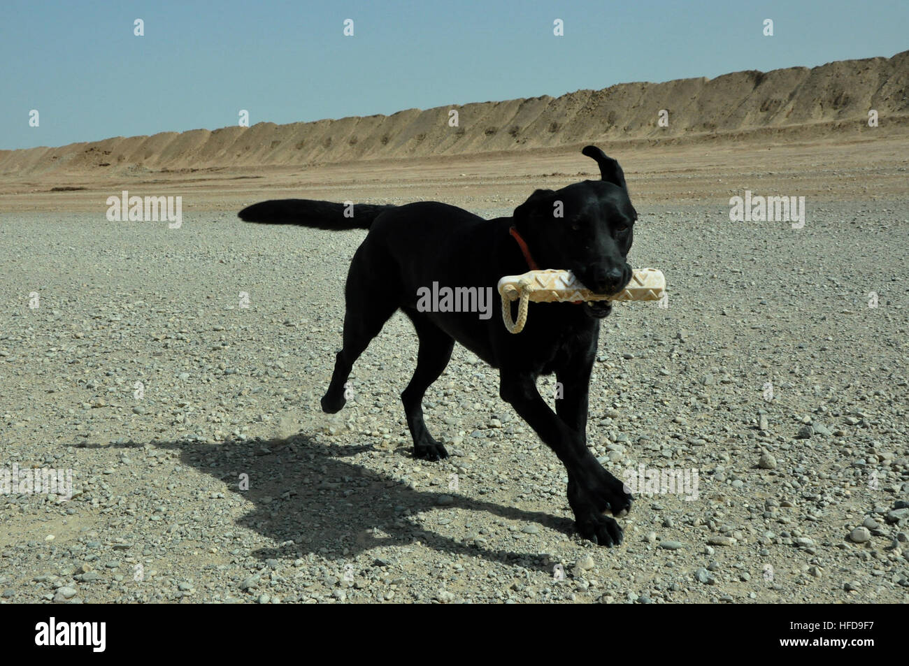 Allie, a black Labrador Retriever trained to find hidden bombs and explosive material, returns a Kong dog toy after it was tossed. The toy is the dog's prized possession. Allie and her civilian handler, Chad O'Brien, spent part of an afternoon playing fetch in an large sandy area on Camp Leatherneck, Afghanistan, with the toy, part of an exercise program the handlers follow with their dogs between missions. Getting to put that toy in his mouth means victory for the dog and signals a job well done. The dogs of war, saving lives but paying the price 120404-N-UR169-421 Stock Photo