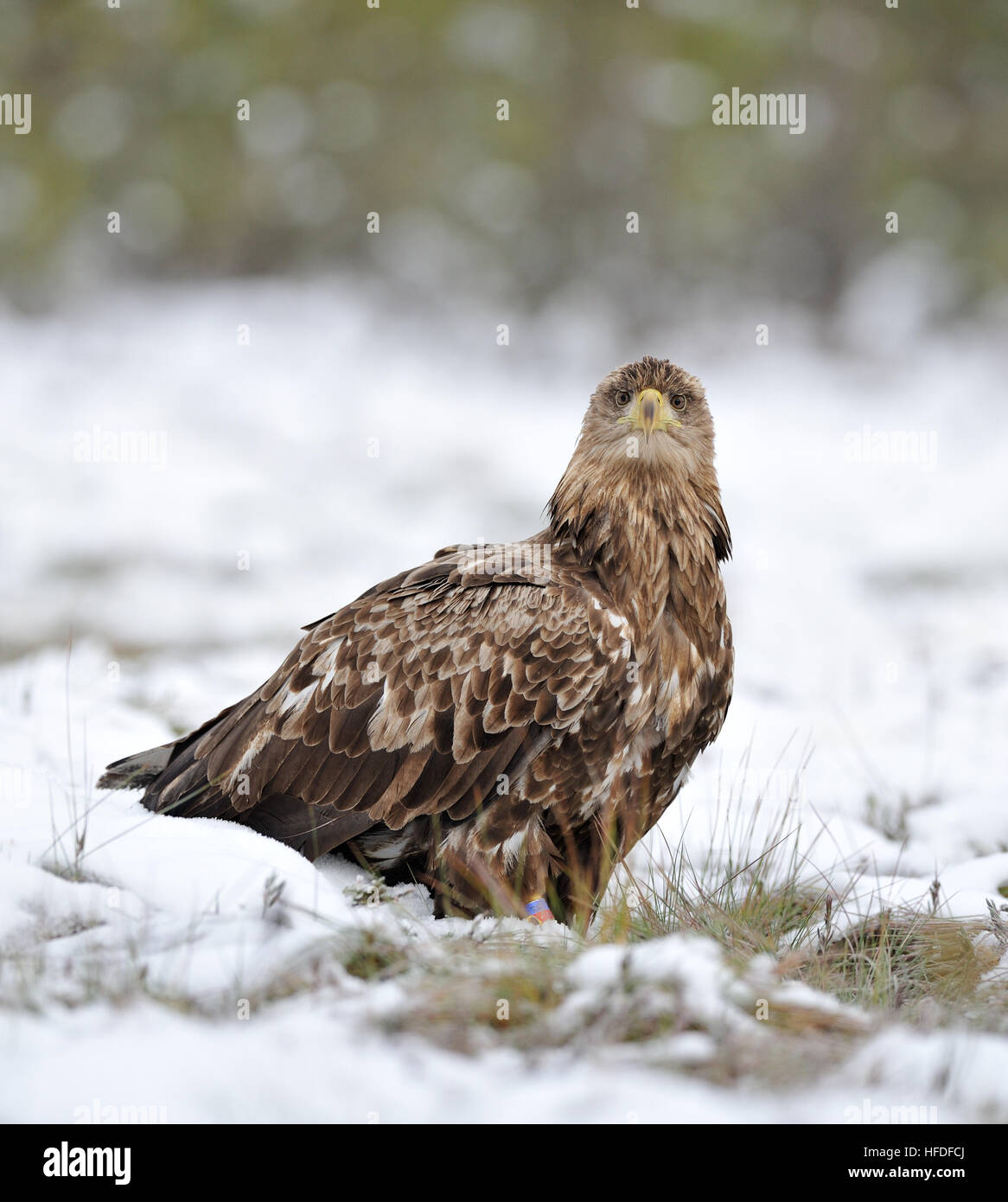 White-Tailed Eagle on snow Stock Photo - Alamy