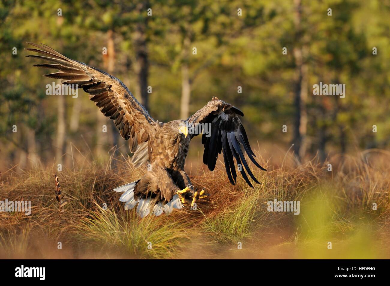 Whitetailed eagle landing Stock Photo Alamy