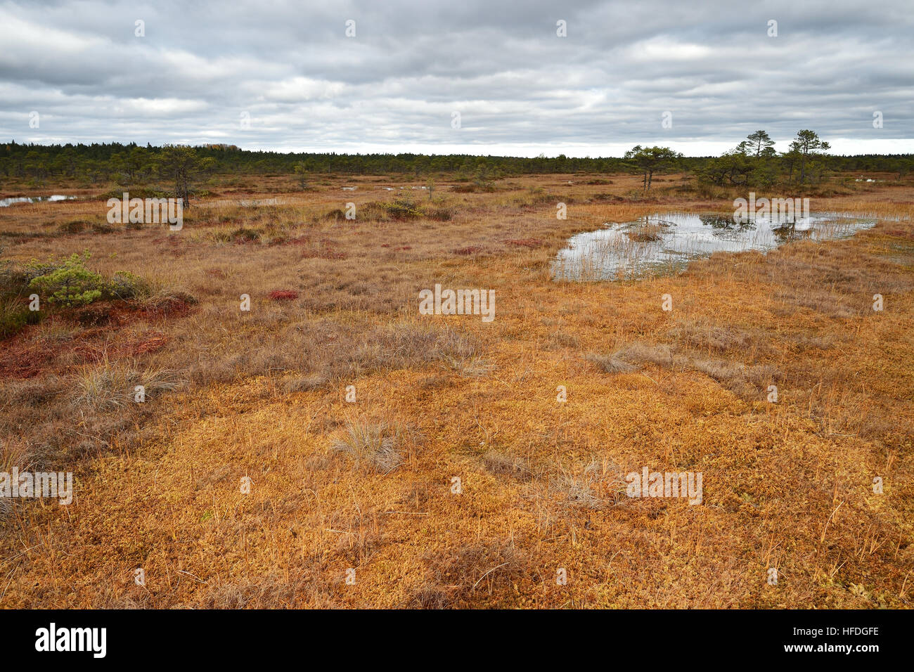 Bog landscape in autumn Stock Photo