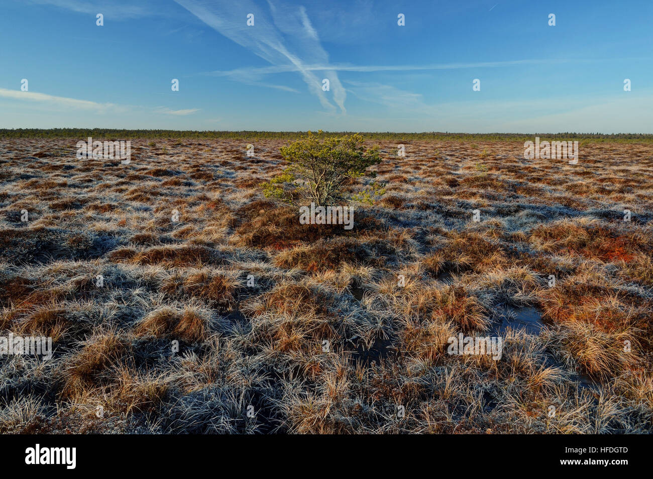 Bog landscape with blue sky, Estonia Stock Photo