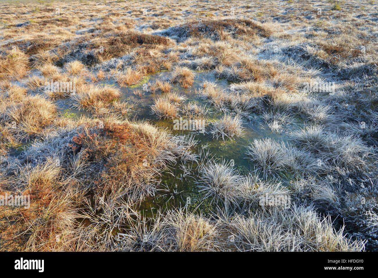 Bog ground texture, Estonia Stock Photo Alamy