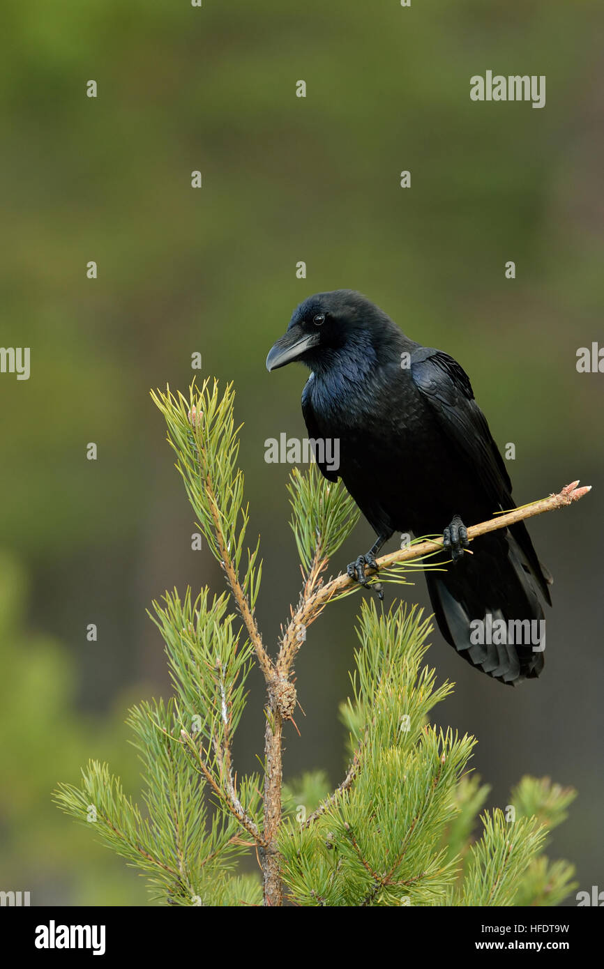raven sits on top of tree Stock Photo - Alamy