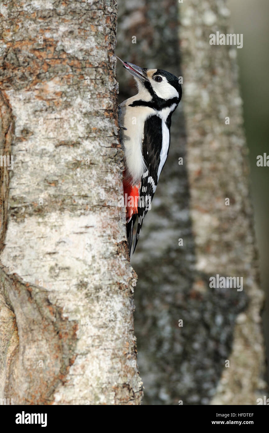 Woodpecker and its long tongue Stock Photo Alamy