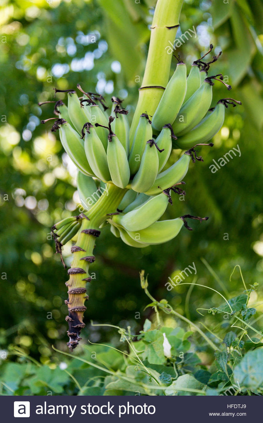 Spanish Banana Stock Photos & Spanish Banana Stock Images Alamy