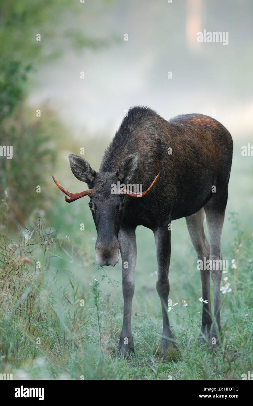 Bull moose in heat hi-res stock photography and images - Alamy
