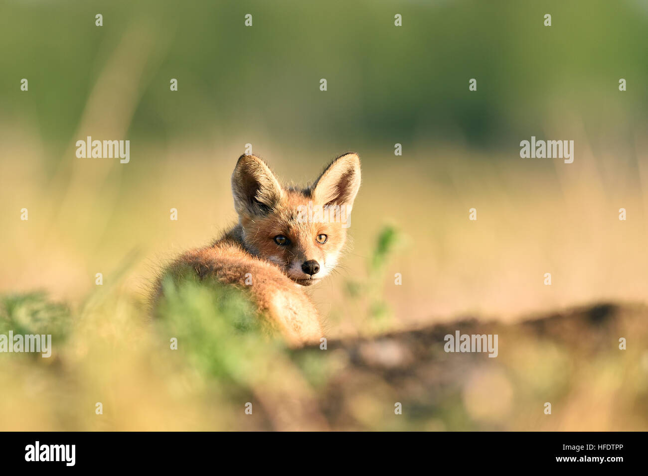 red fox kit resting at the sun Stock Photo