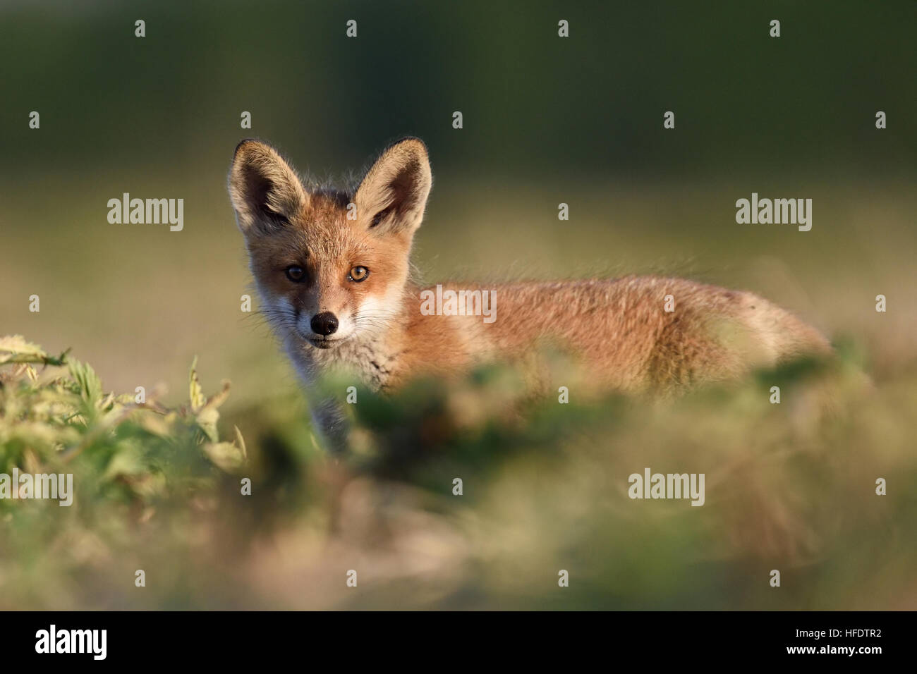 Red fox kit on a sunny evening Stock Photo