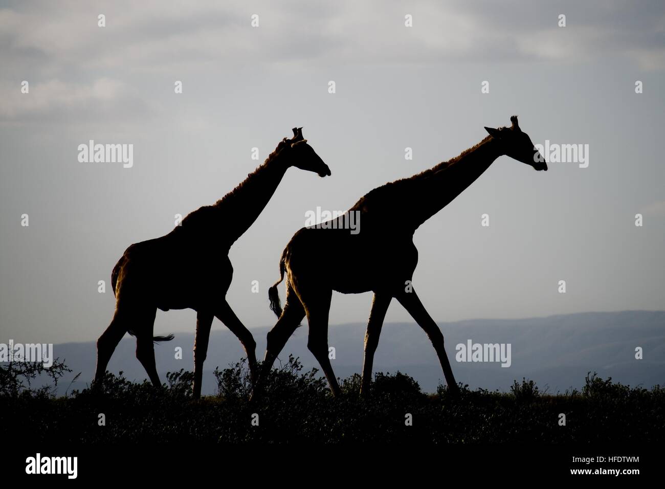 Two giraffes in sunset hi-res stock photography and images - Alamy