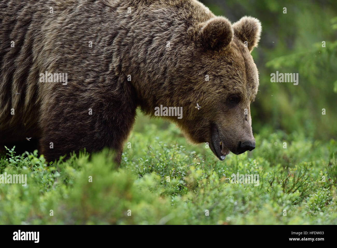 Close up shot of wild male brown bear in deep green european forest Stock Photo