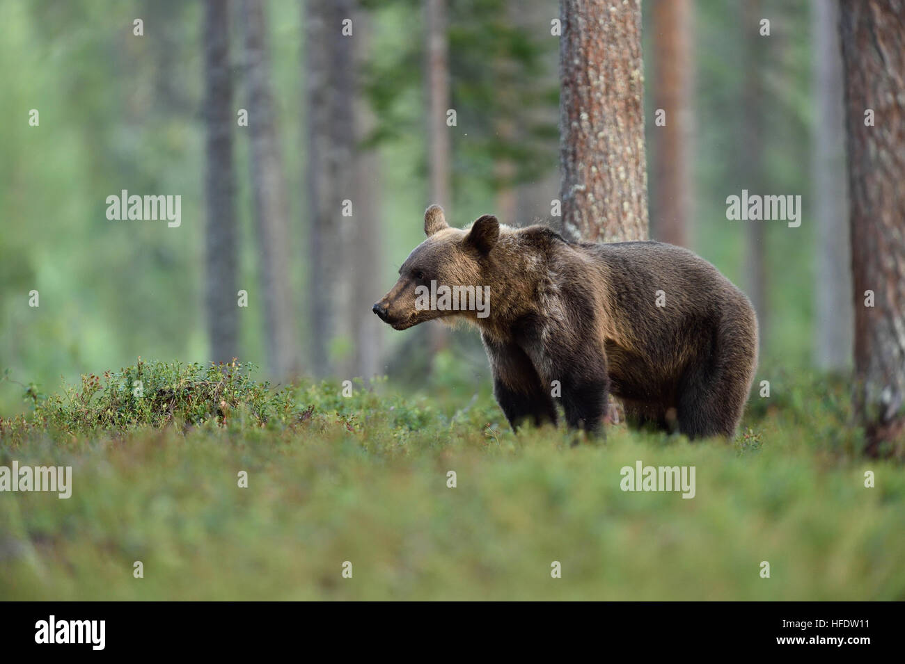 Brown Bear main image 0
