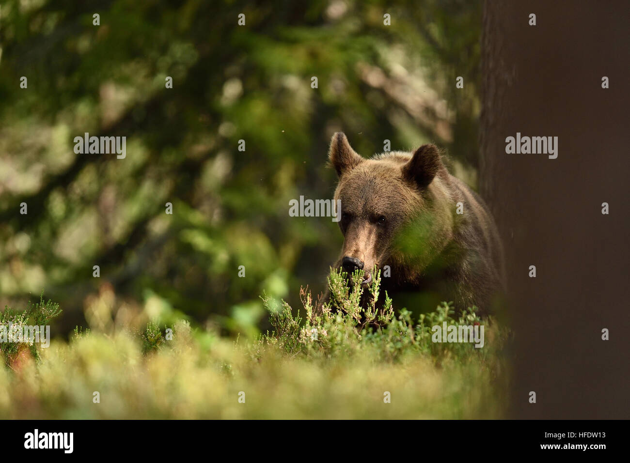 brown bear resting in forest Stock Photo